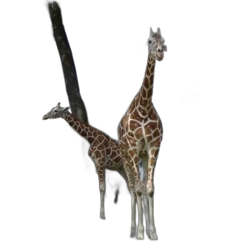 animal, staff, creature, weapon transparent PNG cut-out