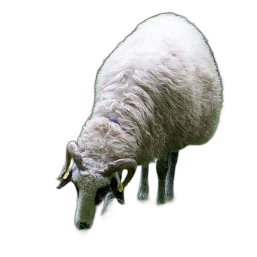 animal, creature, hat, staff transparent PNG cut-out