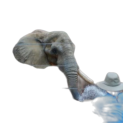 animal, hat, creature, umbrella transparent PNG cut-out