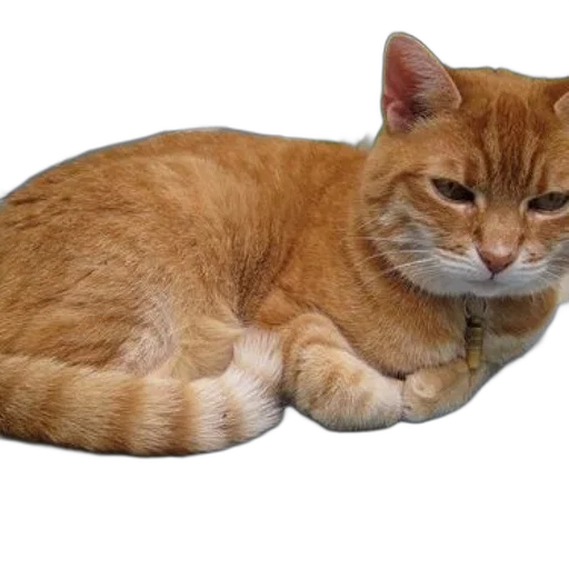 animal, staff, creature, hat transparent PNG cut-out