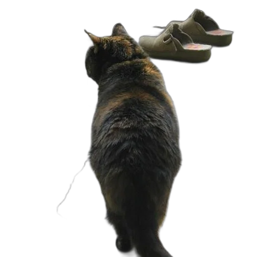 staff, animal, creature, weapon transparent PNG cut-out