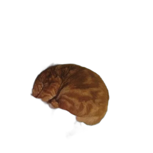 hat, animal, hair, creature transparent PNG cut-out