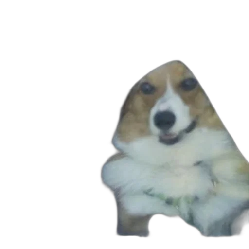animal, creature, face, hat transparent PNG cut-out