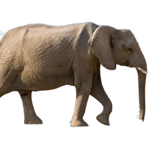 animal, creature, staff, weapon transparent PNG cut-out