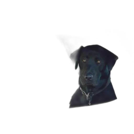 staff, hat, animal, umbrella transparent PNG cut-out