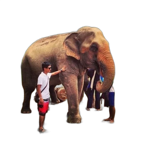 animal, staff, creature, umbrella transparent PNG cut-out
