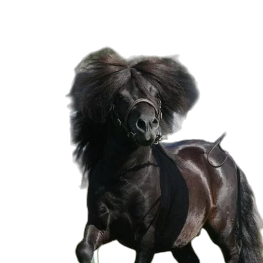 animal, hair, creature, crown transparent PNG cut-out