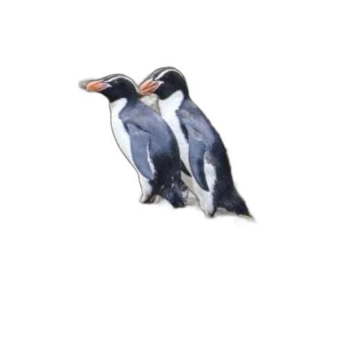 animal, creature, shoes, crown transparent PNG cut-out