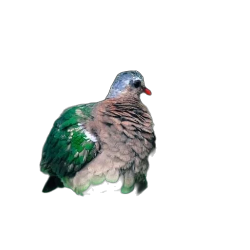 animal, jewelry, crown, creature transparent PNG cut-out