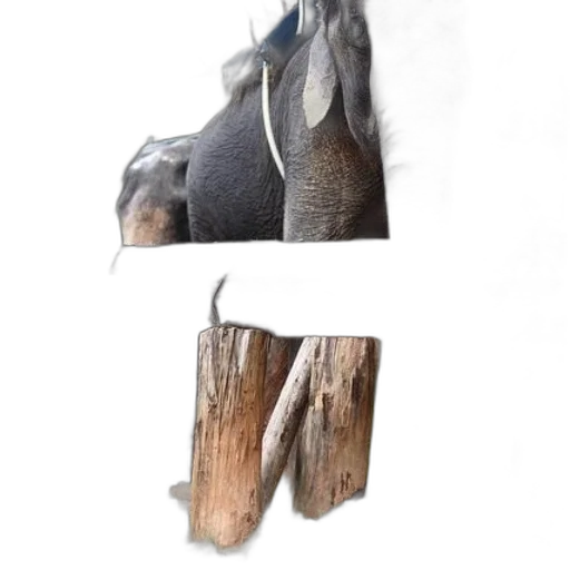 animal, jacket, weapon, tree transparent PNG cut-out