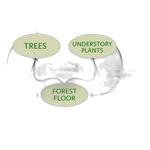 tree, forest, green, earth tones transparent PNG cut-out