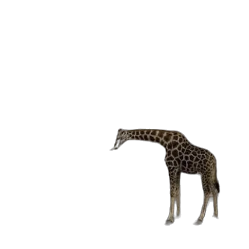 animal, creature, staff, furniture transparent PNG cut-out