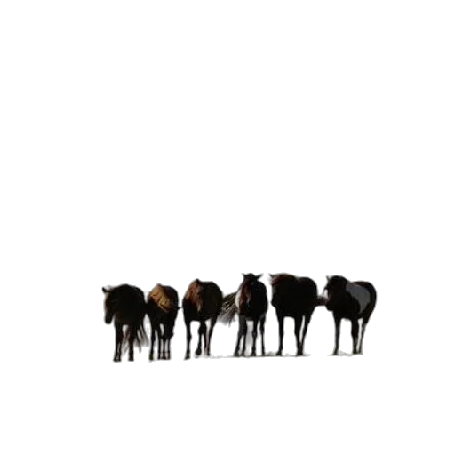 animal, hair, furniture, staff transparent PNG cut-out
