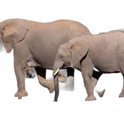 animal, 3d render, photorealistic, concept art transparent PNG cut-out