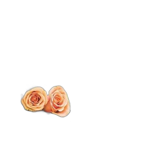 flower, jewelry, food, shoes transparent PNG cut-out