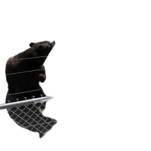 hat, shoes, weapon, animal transparent PNG cut-out