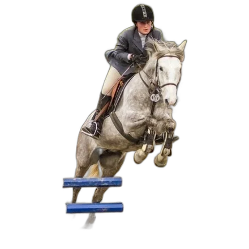 rider, grey, horse, jumps transparent PNG cut-out