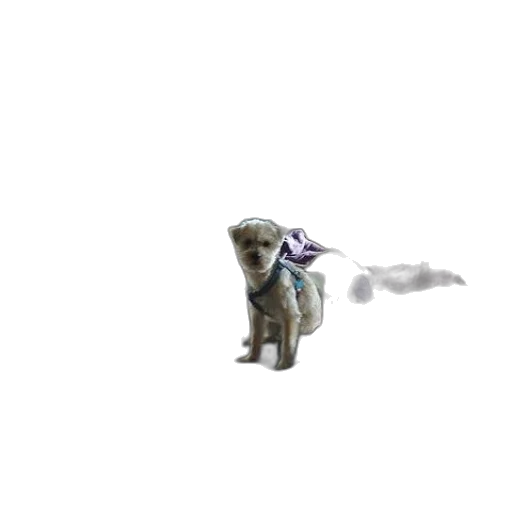 creature, animal, staff, dragon transparent PNG cut-out