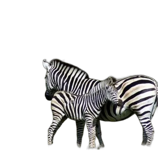 animal, furniture, creature, jewelry transparent PNG cut-out