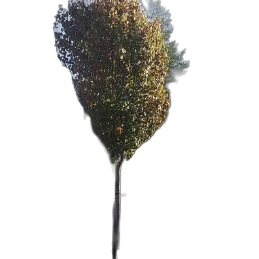 tree, flower, crown, staff transparent PNG cut-out