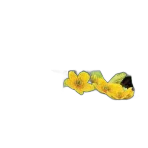 shoes, flower, food, hat transparent PNG cut-out