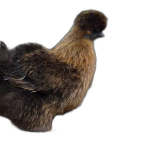 animal, hair, creature, hat transparent PNG cut-out