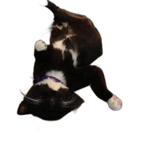 staff, animal, creature, 3d render transparent PNG cut-out