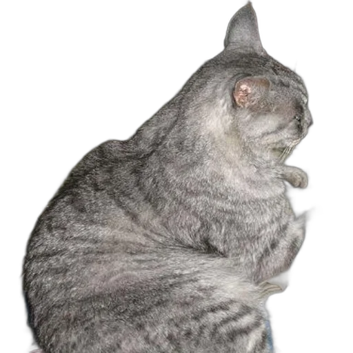 animal, staff, creature, face transparent PNG cut-out