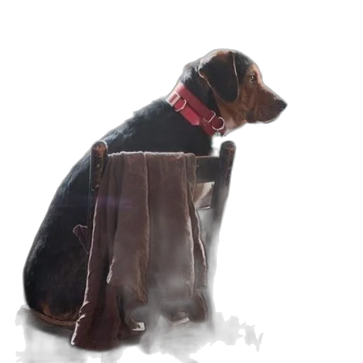 staff, animal, jacket, furniture transparent PNG cut-out
