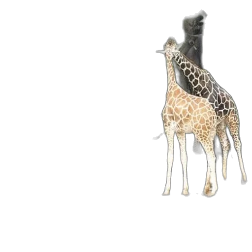 animal, creature, crown, hat transparent PNG cut-out