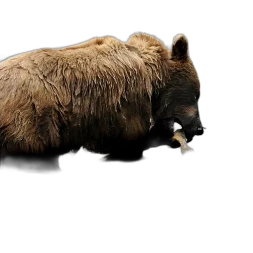 animal, food, creature, concept art transparent PNG cut-out