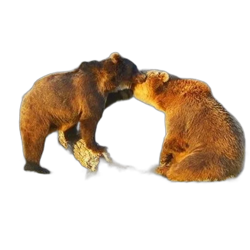 jewelry, animal, furniture, food transparent PNG cut-out