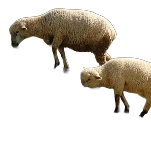 animal, creature, food, 3d render transparent PNG cut-out
