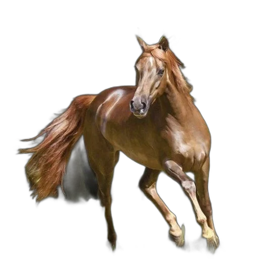 animal, creature, hair, staff transparent PNG cut-out