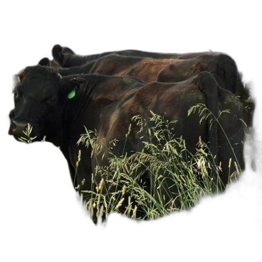 animal, creature, food, photorealistic transparent PNG cut-out
