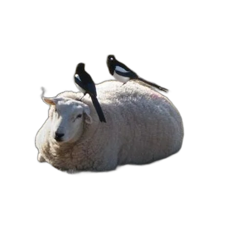 animal, creature, hat, hair transparent PNG cut-out