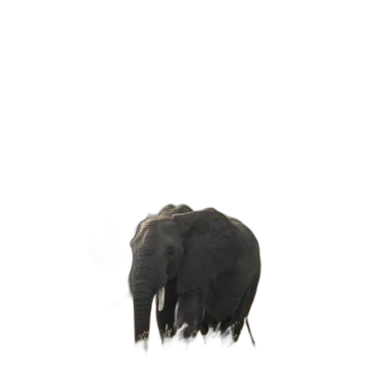 animal, creature, hair, hat transparent PNG cut-out