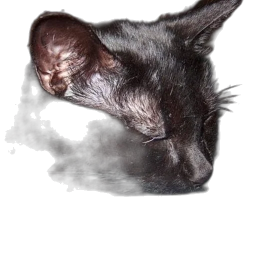 face, mask, animal, creature transparent PNG cut-out