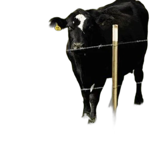 animal, staff, jewelry, weapon transparent PNG cut-out