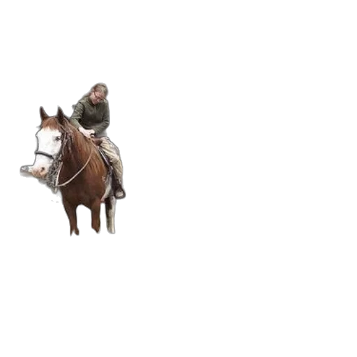 hat, animal, crown, jacket transparent PNG cut-out