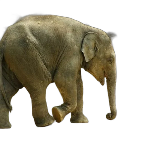 animal, creature, staff, 3d render transparent PNG cut-out