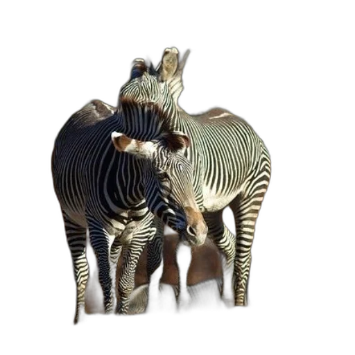 animal, jewelry, furniture, creature transparent PNG cut-out
