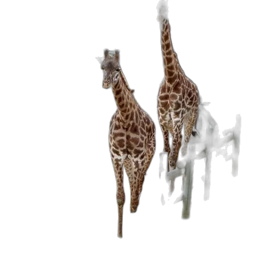 animal, creature, shoes, weapon transparent PNG cut-out