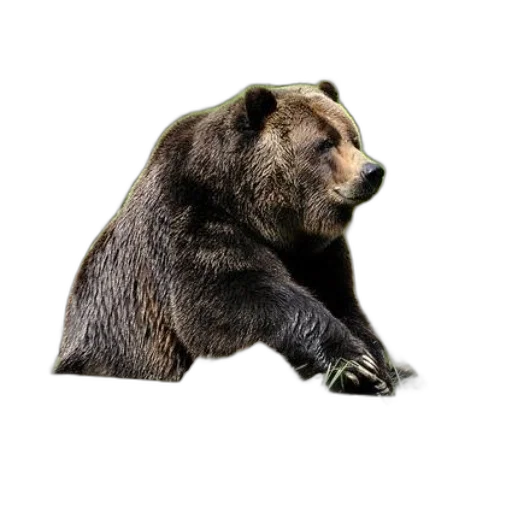 animal, staff, creature, jewelry transparent PNG cut-out