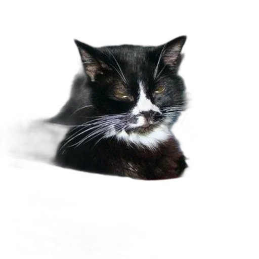 animal, creature, face, staff transparent PNG cut-out