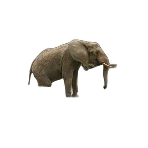 animal, creature, staff, umbrella transparent PNG cut-out