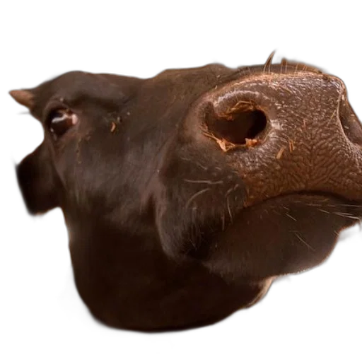 mask, animal, face, food transparent PNG cut-out
