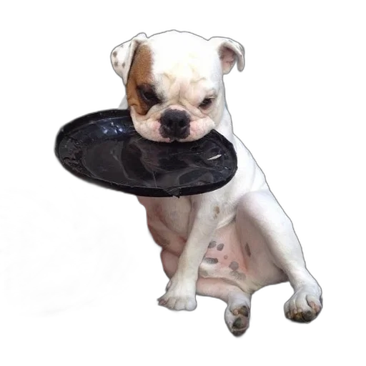 hat, animal, crown, staff transparent PNG cut-out