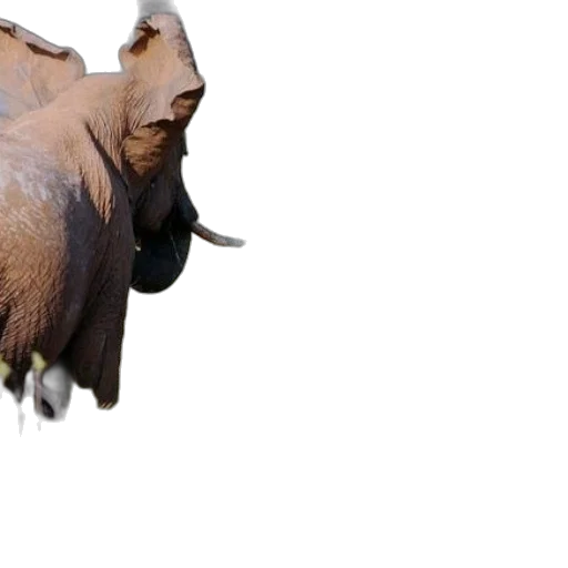 animal, mask, creature, face transparent PNG cut-out
