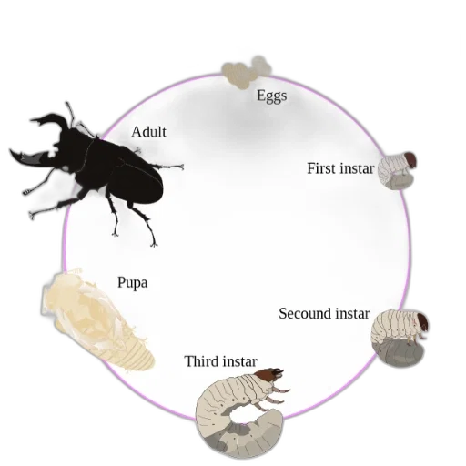 animal, food, earth tones, diagram transparent PNG cut-out